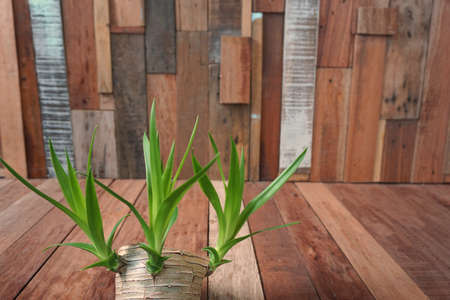 abstract of bud plant on wood backgroundの写真素材