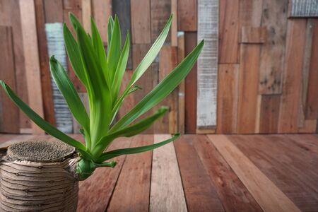 abstract of bud plant on wood backgroundの写真素材