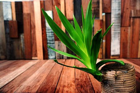 abstract of bud plant on wood backgroundの写真素材