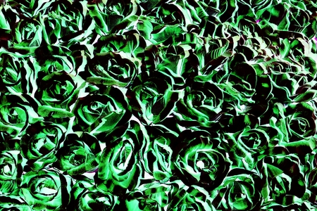 abstract of plastic green rose flowers for background usedの写真素材
