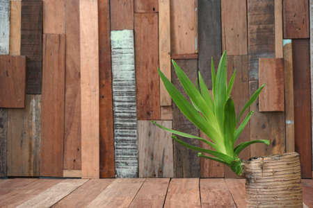 abstract of bud plant on wood backgroundの写真素材