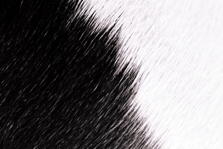 black and white animal hair for background usedの写真素材