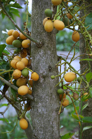 fruit of Melientha suavis is a edible tree in Thailandの写真素材
