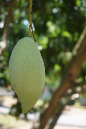 green mango fruits on the mango treeの写真素材