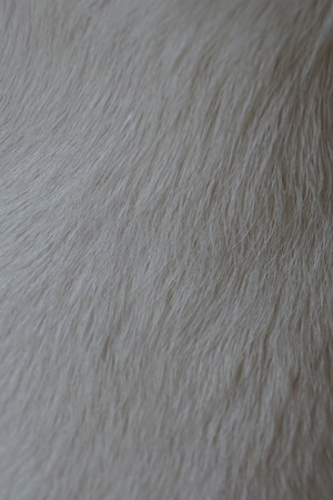 close up white animal hair for background used