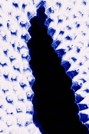 abstract of jackfruit texture for background used