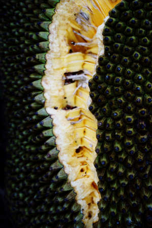Jackfruit is the famous tropical fruit in Thailandの写真素材