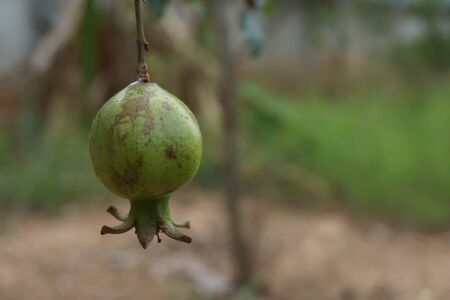 close up to young green pomegranate fruit