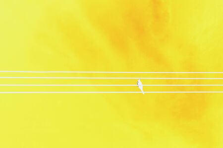 abstract brid on electric wire with sky background