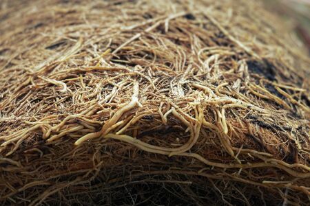 abstract root of lemongrass texture for background usedの写真素材