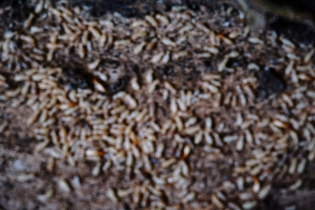 blurred group of termites for background used