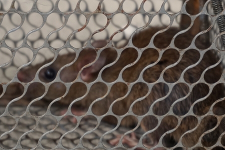 a iron cage to trap rat with the rat insideの写真素材