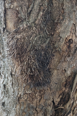 Natural bark texture in the forest for background used
