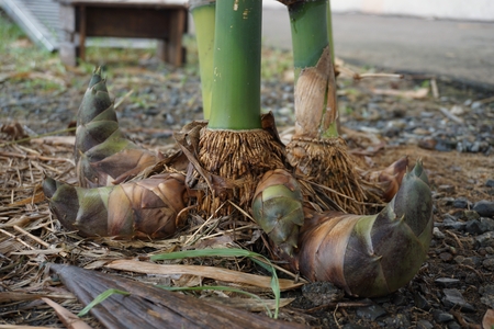 close up group of bamboo shoot in the gardenの写真素材