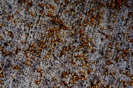 group of termites for background usedの写真素材