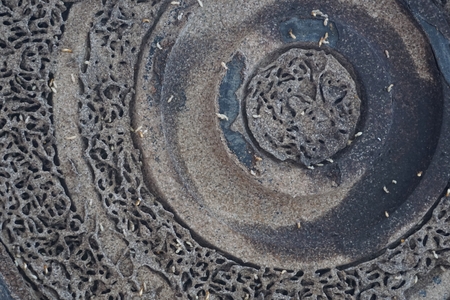 group of termites for background usedの写真素材