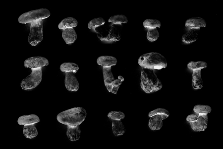 black and white wild bolete mushrooms in variety shape