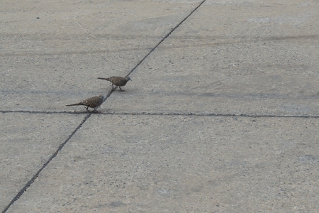 abstract of conceptual in dove race on the concrete floorの写真素材