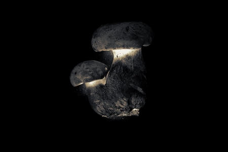 black and white wild bolete mushrooms in variety shapeの写真素材