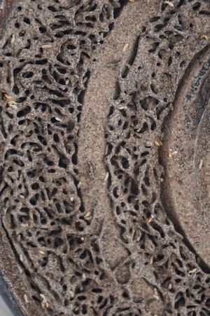 abstract group of termites for background used