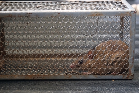 a iron cage to trap rat with the rat insideの写真素材