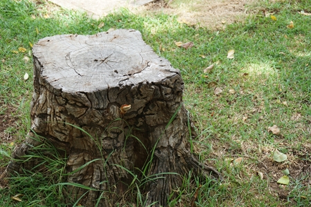 abstract of tree stump in the tropical gardenの写真素材