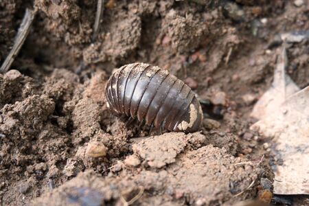 close up millipede in the tropical garden in Thailand