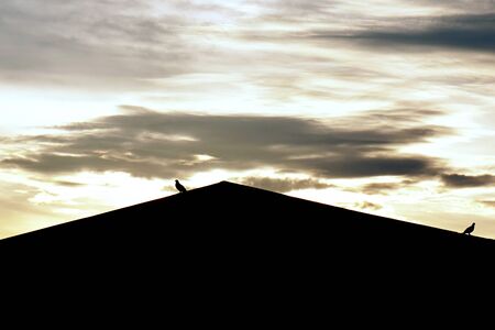 abstract of bird on rooftop with sunset backgroundの写真素材