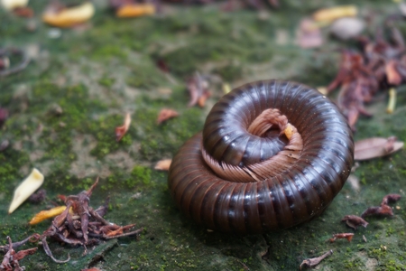 close up millipede in the tropical garden in Thailandの写真素材