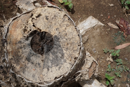 abstract of close up tree stump for background used