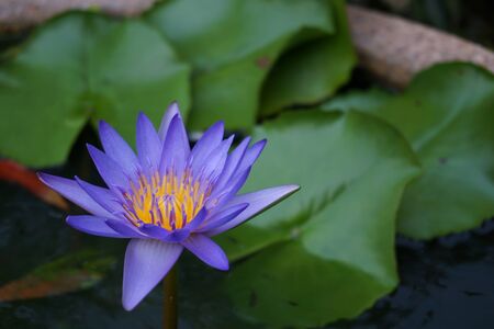close up purple water lily in the gardenの写真素材