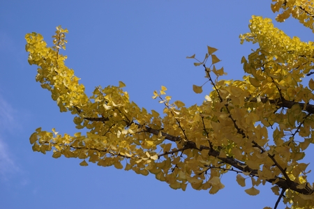 close up Ginkgo tree in the garden
