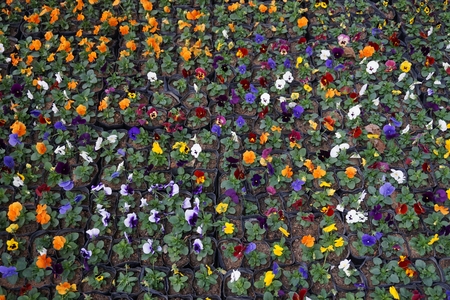 colorful of pansy flower in the gardenの写真素材