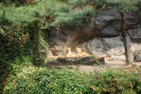 lions were relax under the tree in zooの写真素材
