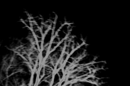 abstract of blur tree for background usedの写真素材