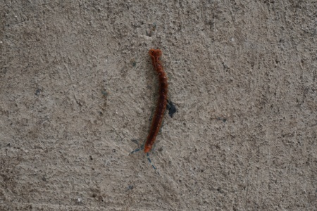 died of Thai red centipede on concrete floor