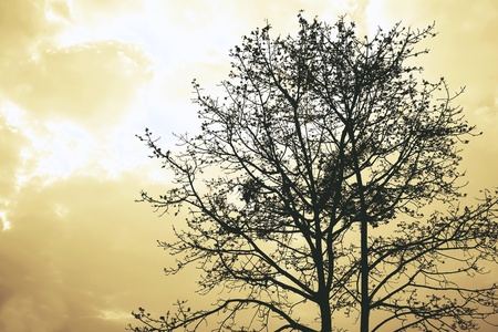 abstract of Bombax ceiba for background used