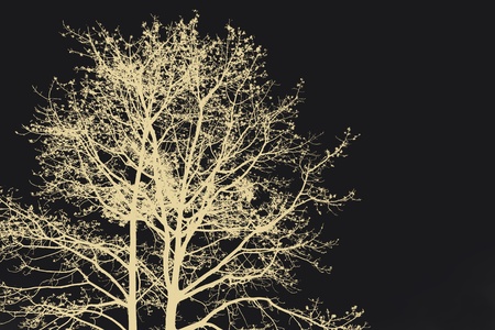 abstract of Bombax ceiba for background usedの写真素材