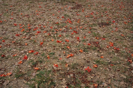 close up Bombax ceiba flower in the gardenの写真素材