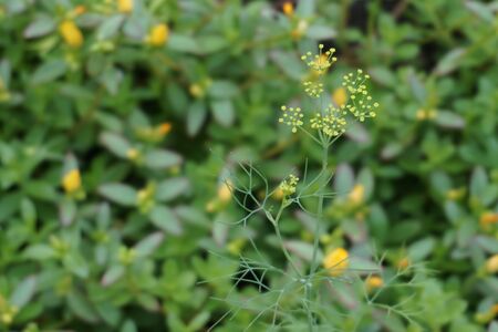 focus on tiny yellow flowers in the gardenの写真素材