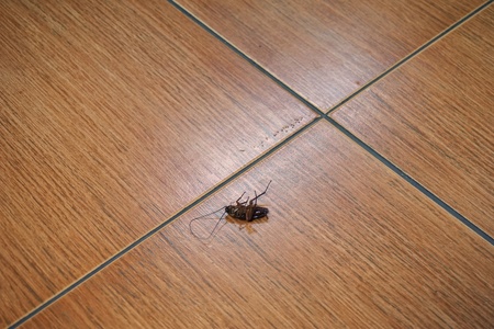close up death of cockroach in the houseの写真素材