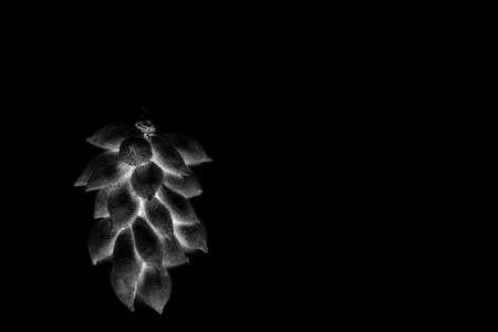 abstract of Salacca zalacca fruits in many different shapesの写真素材