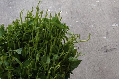 group of shoots chinese morning glory plantの写真素材
