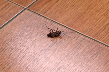 close up death of cockroach in the houseの写真素材