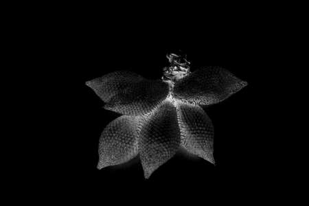 abstract of Salacca zalacca fruits in many different shapesの写真素材