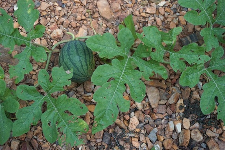 water melon fruit in water melon plantationの写真素材