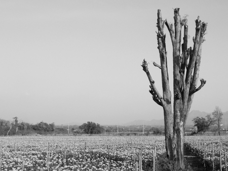 agriculture of marigold flower field in Thailandの写真素材