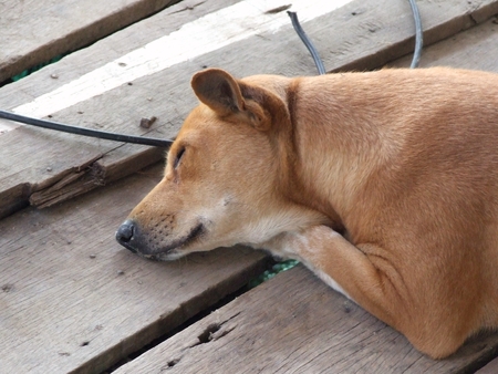 close up sweet dream of Thai native dog の写真素材