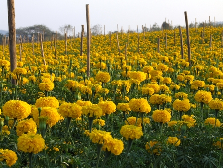 agriculture of marigold flower field in Thailandの写真素材