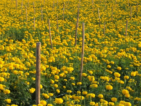 agriculture of marigold flower field in Thailand